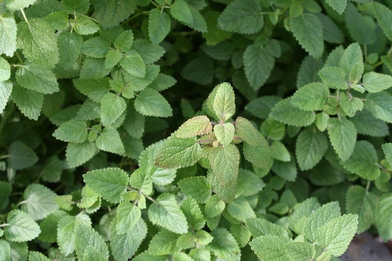 Peppermint