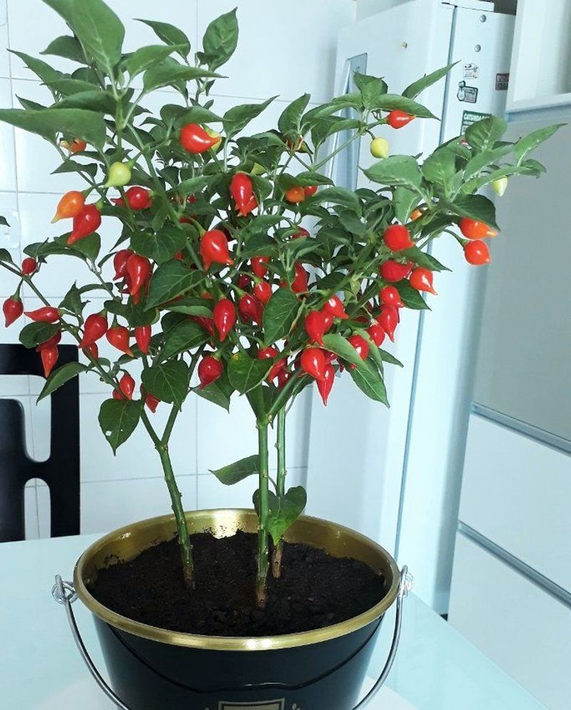 Peppers