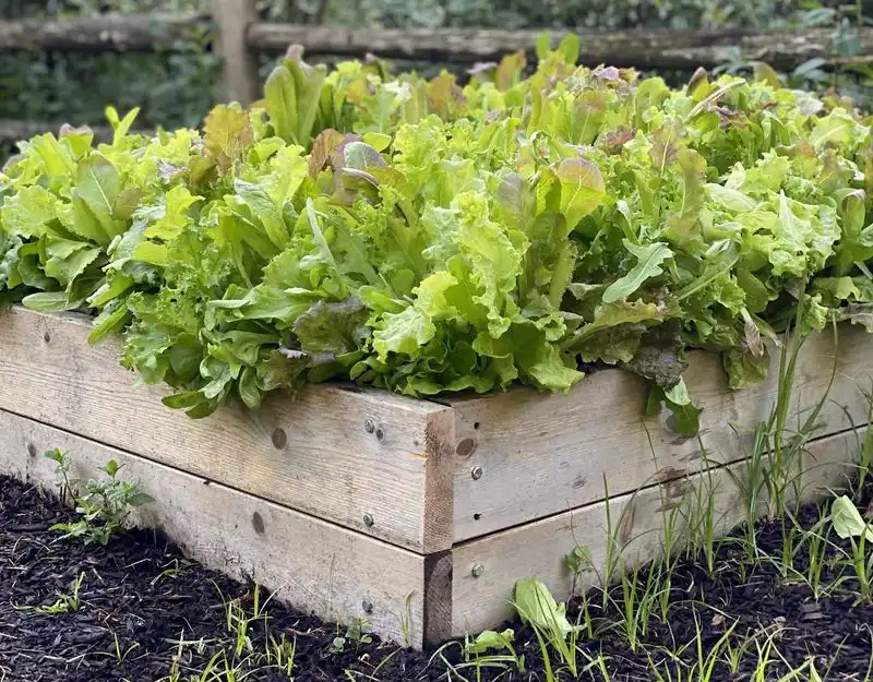 Lettuce