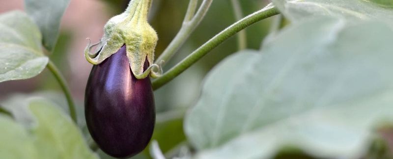 Eggplants