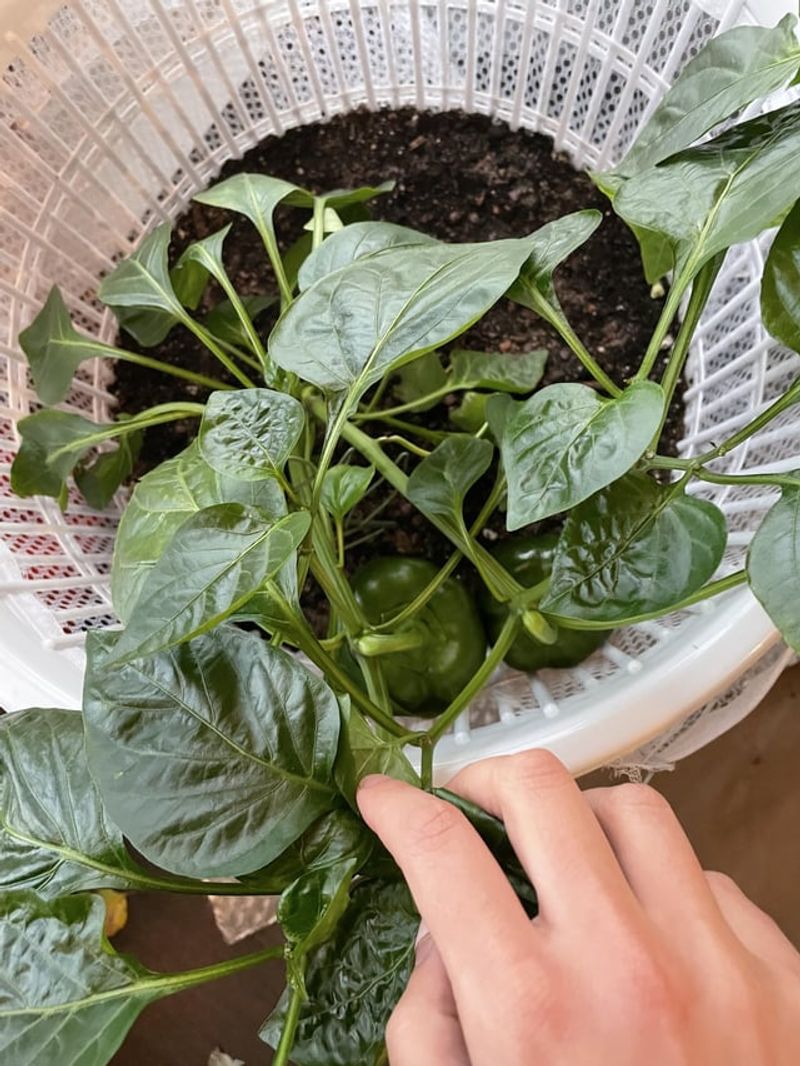 Peppers