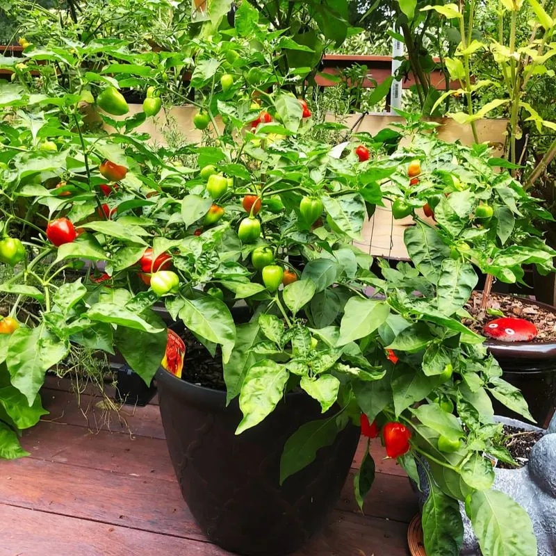 Peppers
