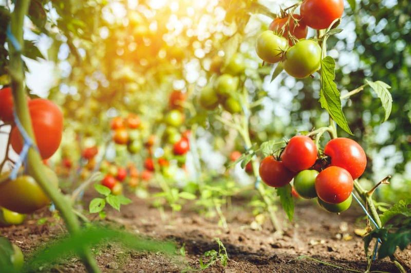 Tomatoes