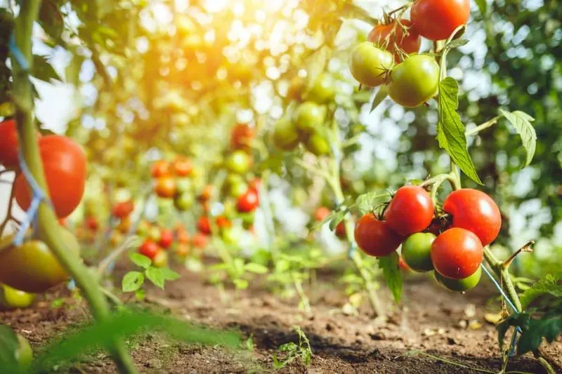 Tomatoes