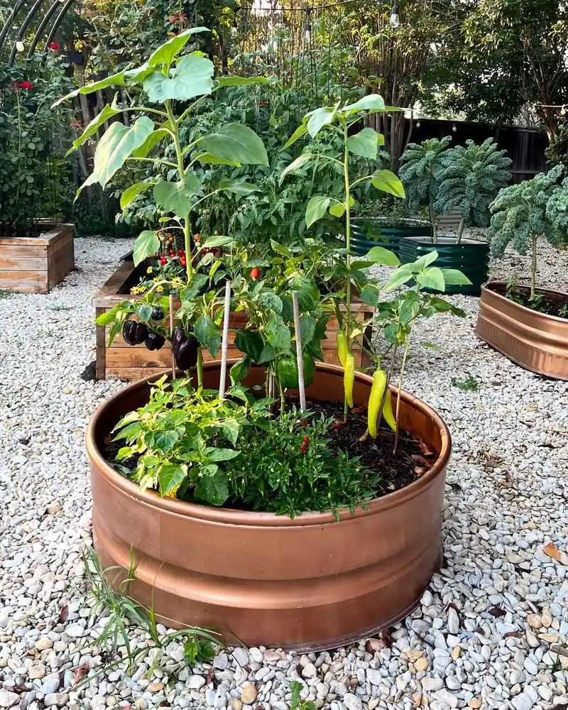Peppers