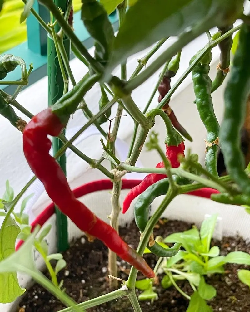 Peppers