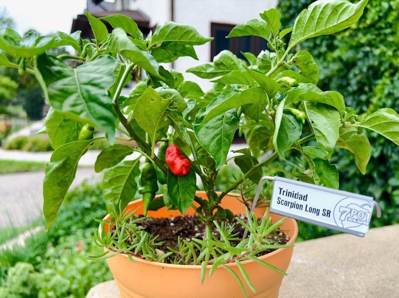Peppers