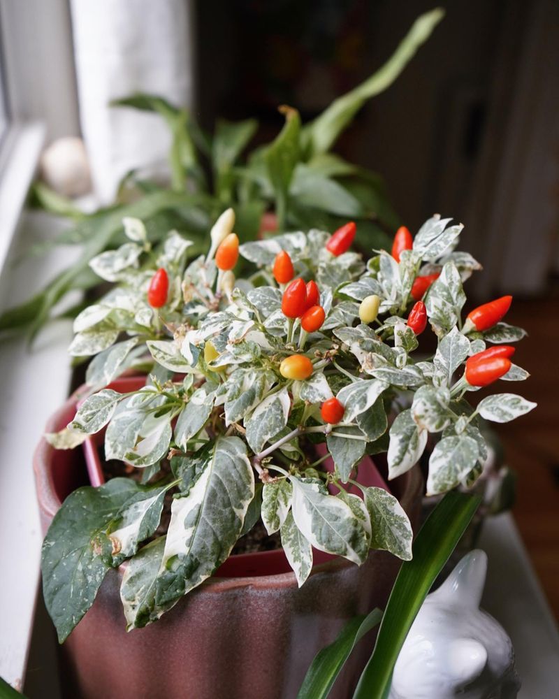 Peppers