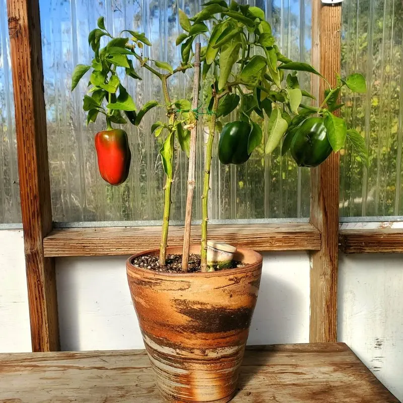 Peppers