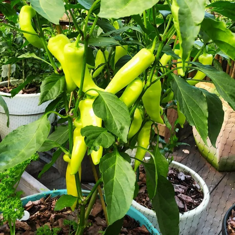 Peppers