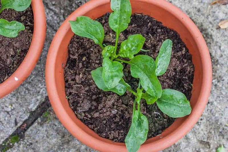 Spinach