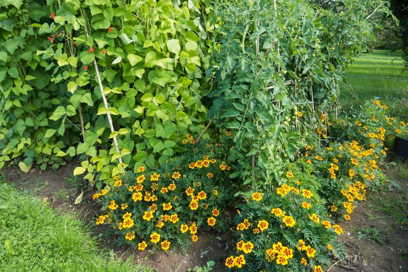 Peppers & Basil
