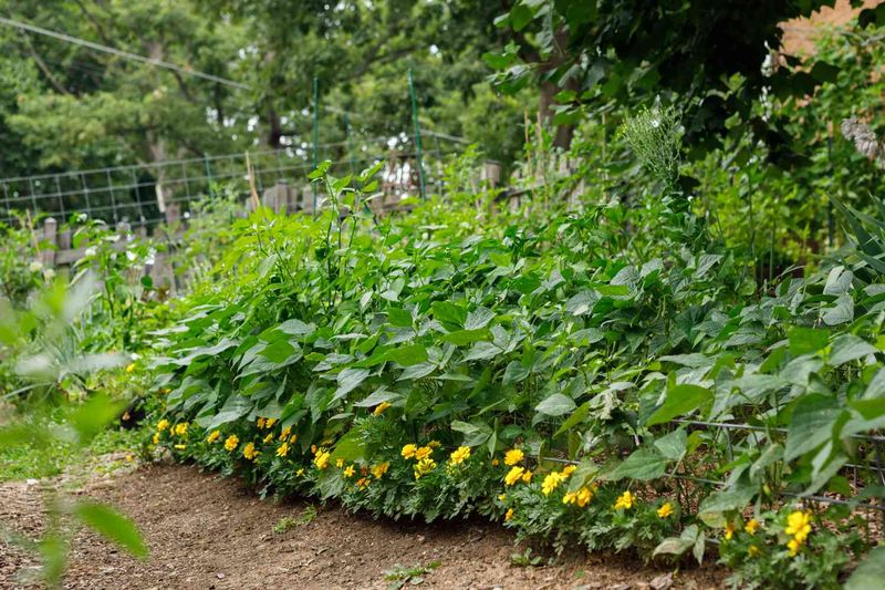 Peppers & Fennel