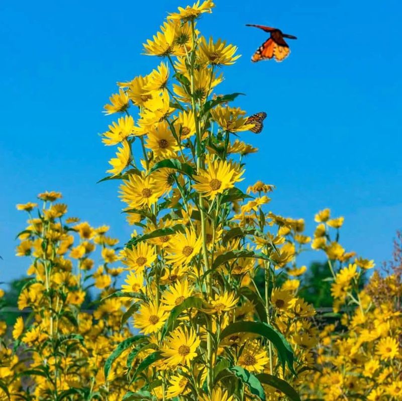 Perennial Sunflower