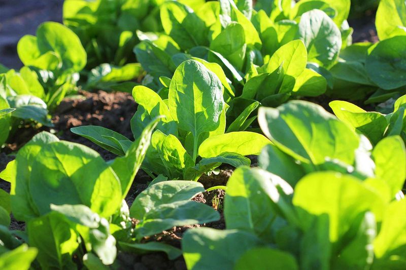 Leafy Greens