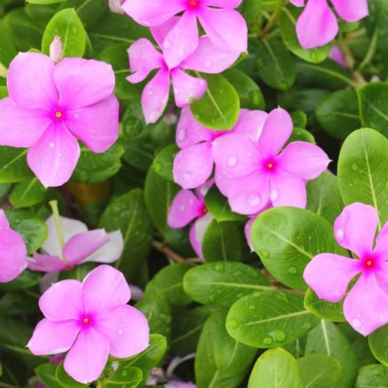 Periwinkle