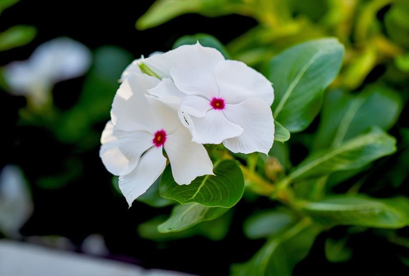 Periwinkle