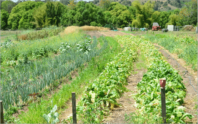 Permaculture Plots