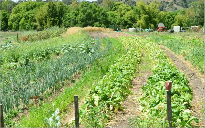 Permaculture Plots