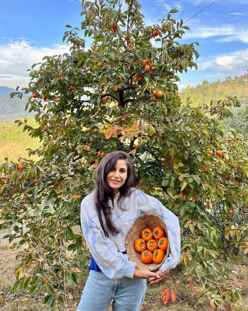 Persimmon Tree