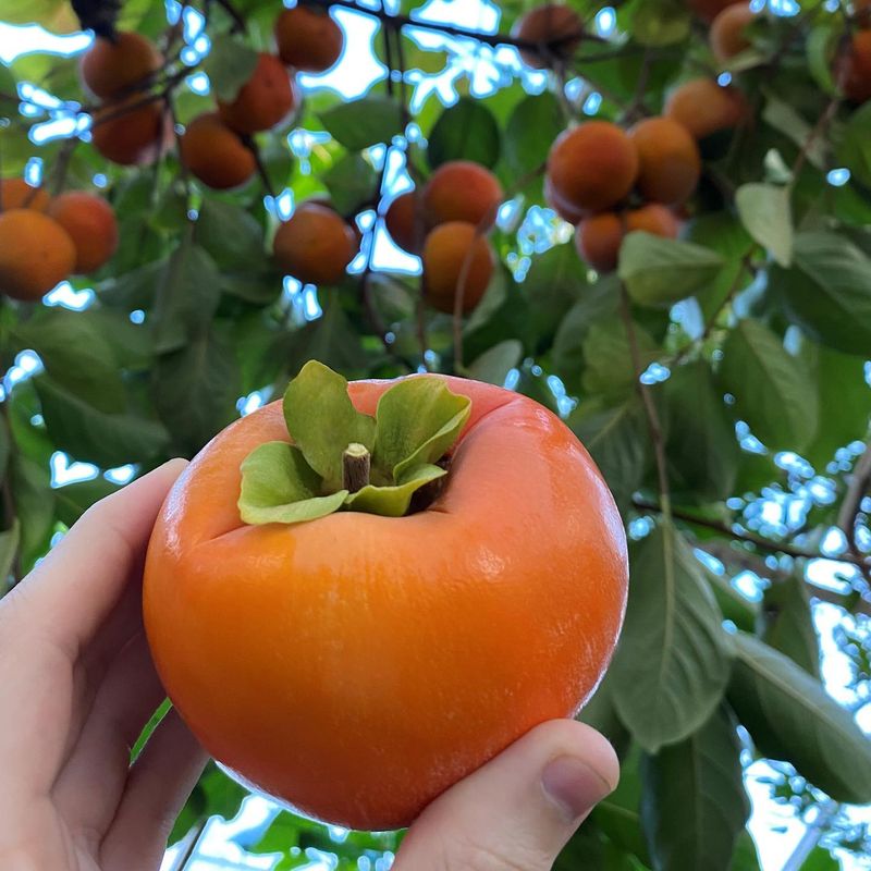 Persimmons
