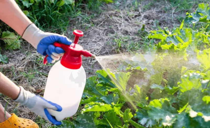 Pest Management Strategies