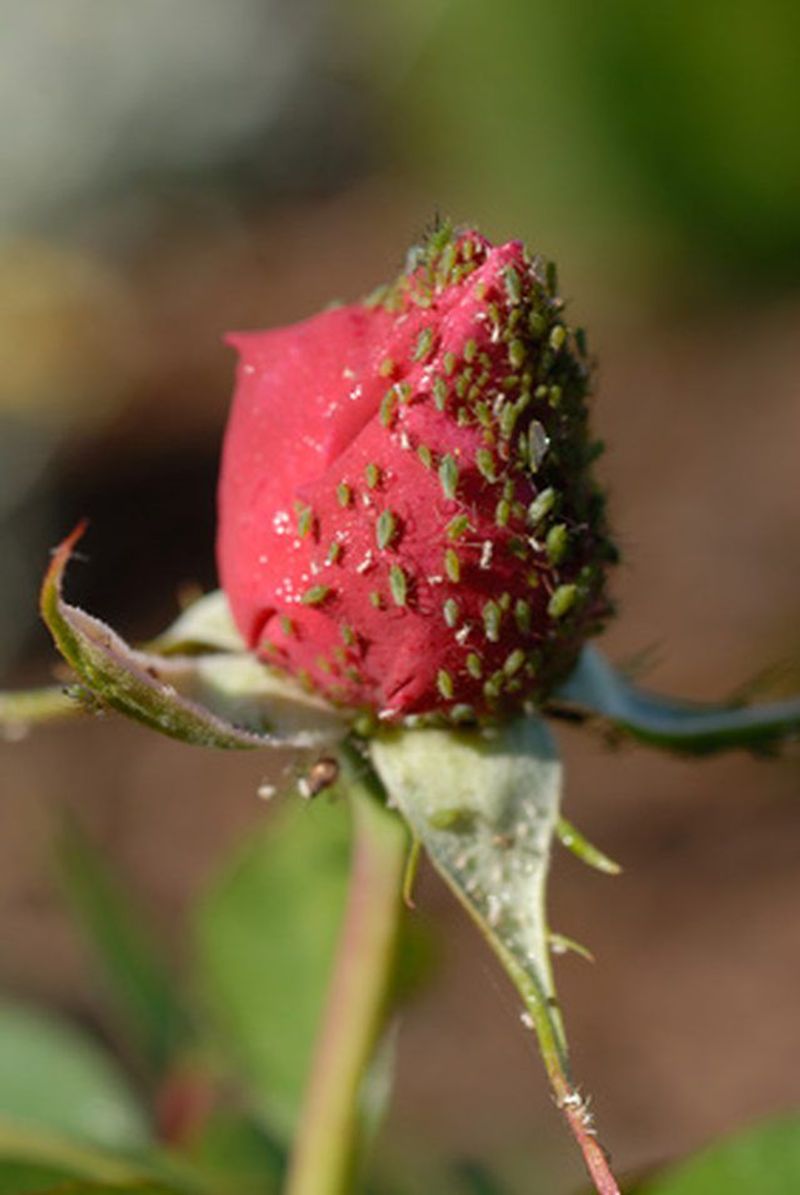 Pest and Disease Management