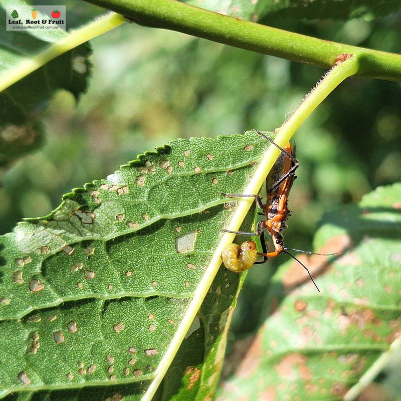 Pests and Critters