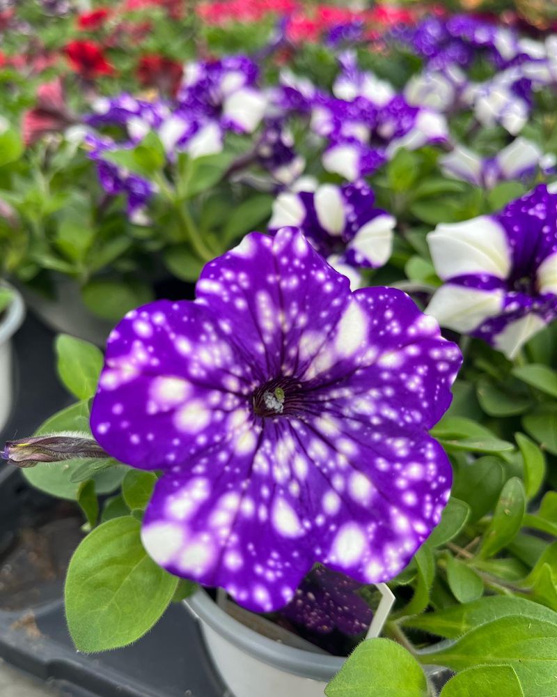 Petunia