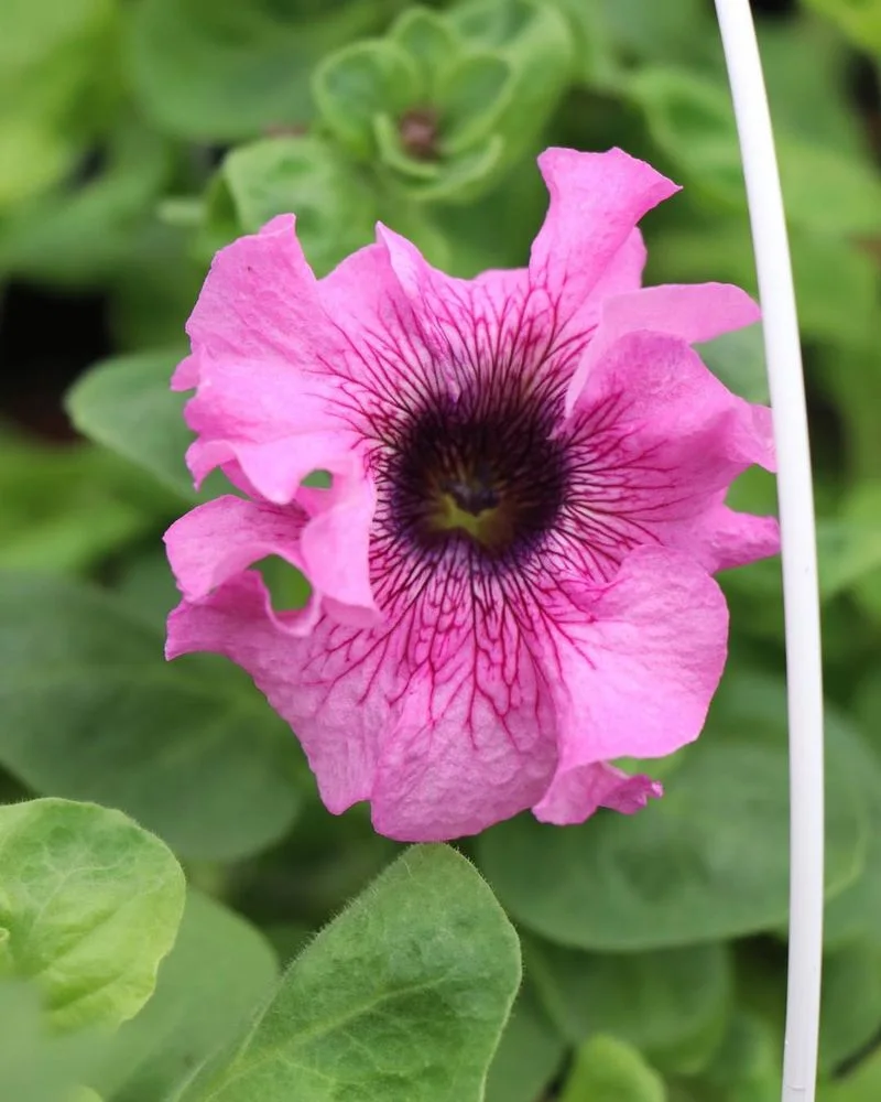 Petunia