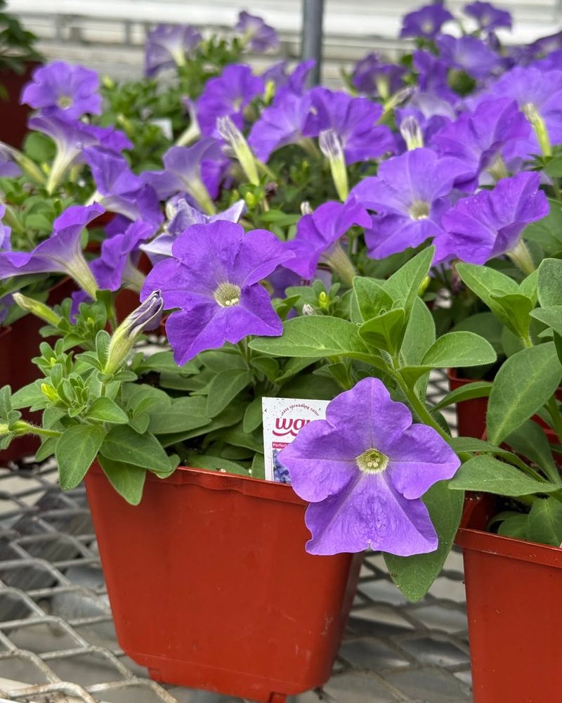 Petunia
