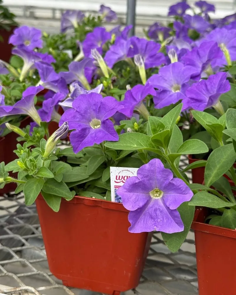 Petunia