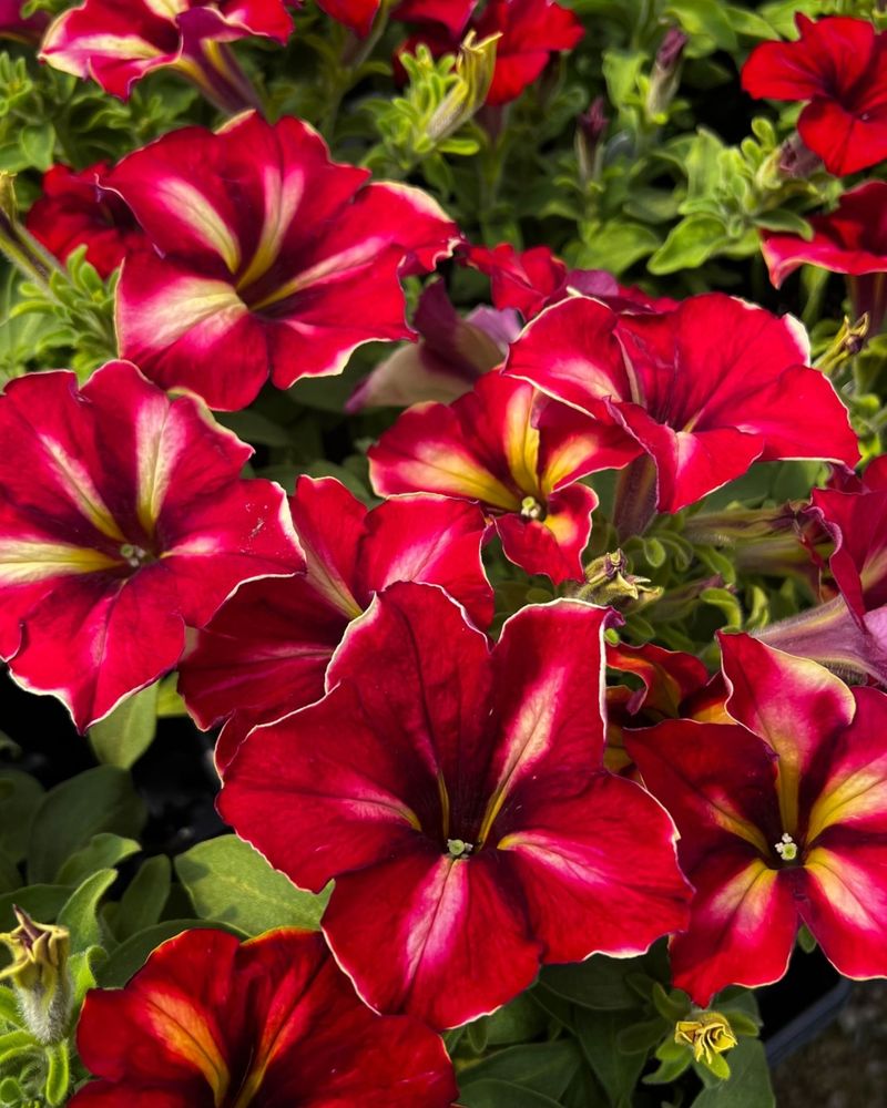 Petunia