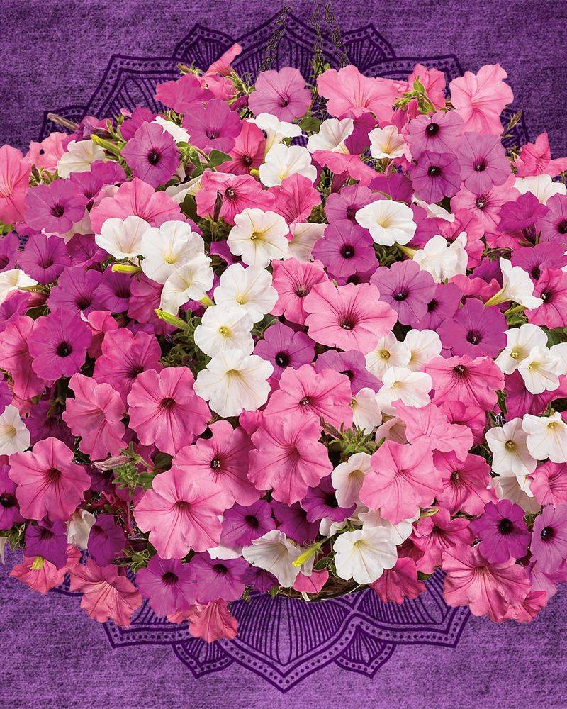 Petunia