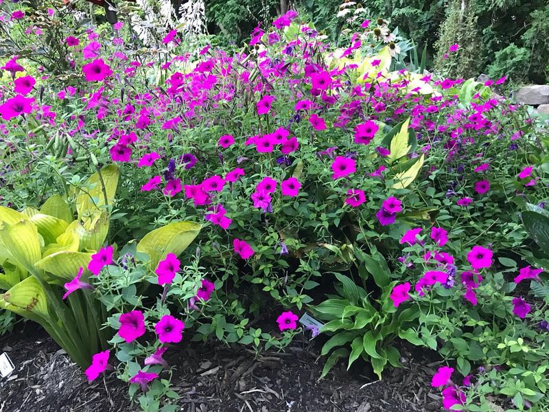 Petunia