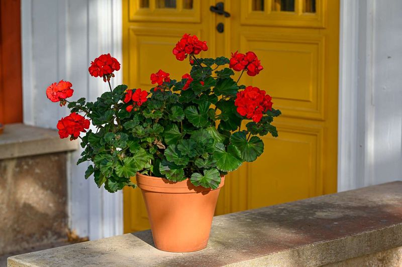 Geranium