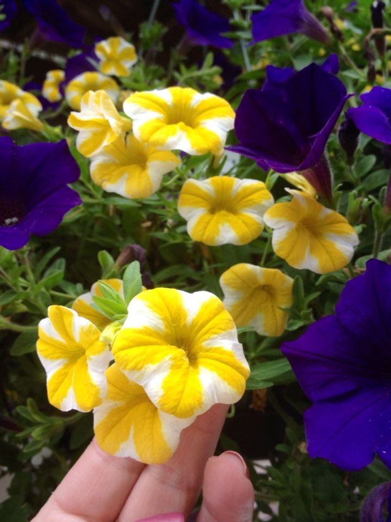 Petunia