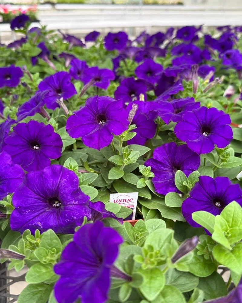 Petunia