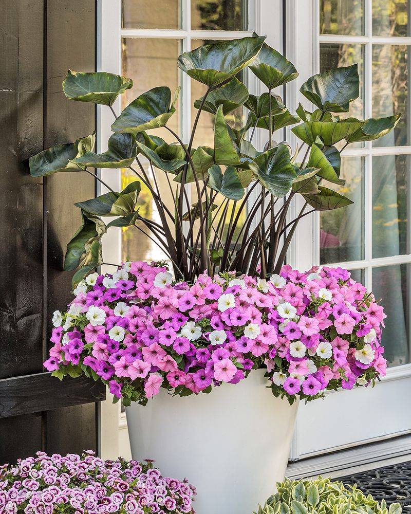 Petunia