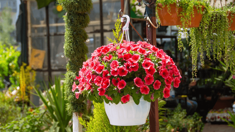 Petunia