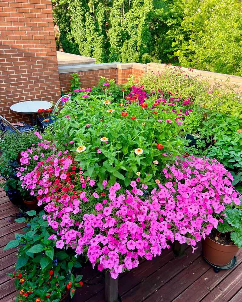 Petunias