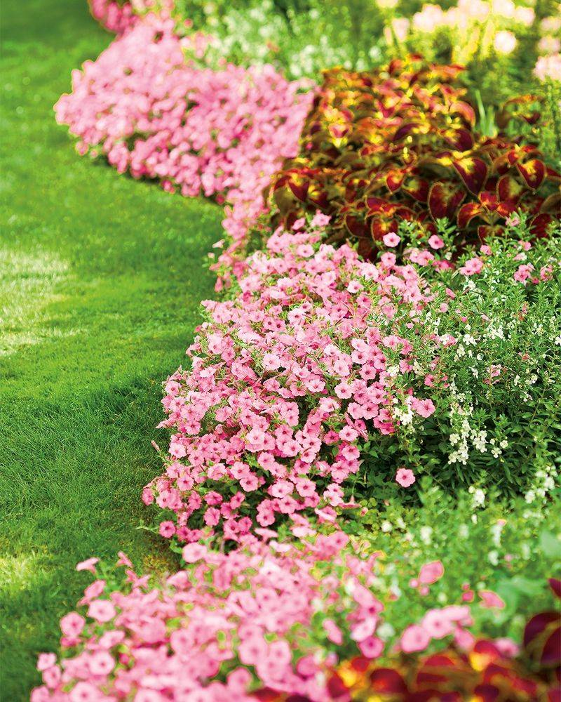 Petunias