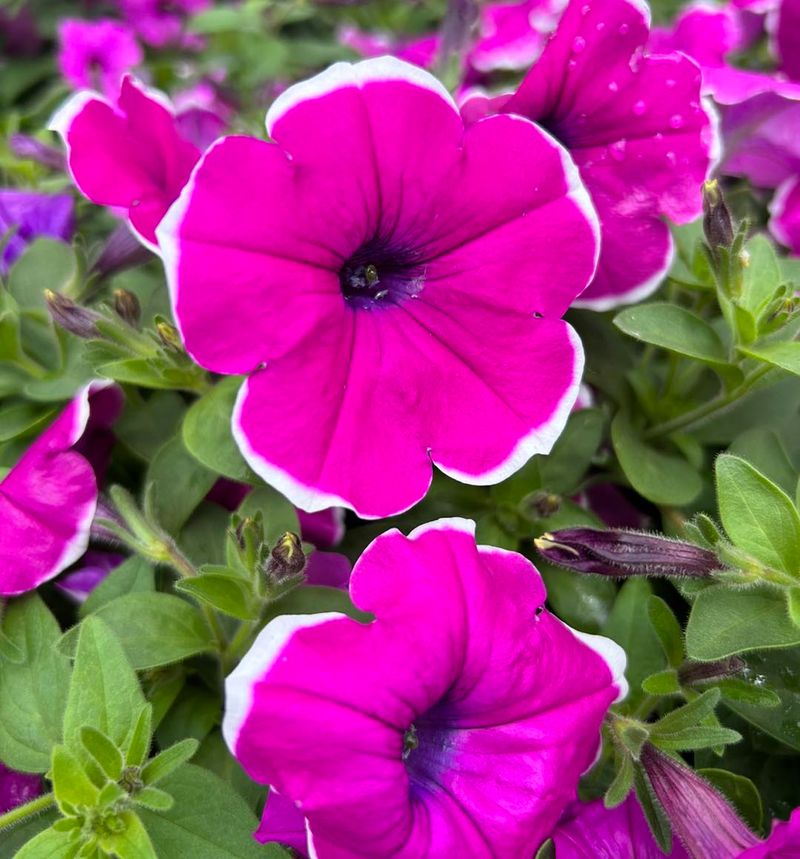 Petunias