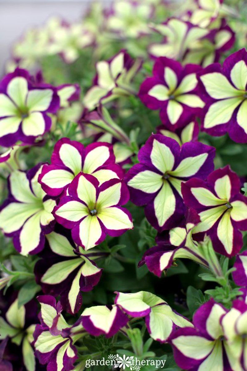 Petunias
