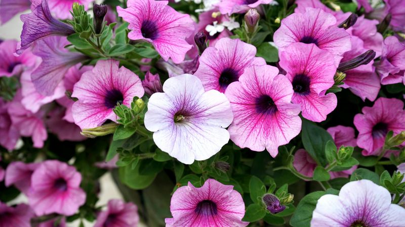Petunias
