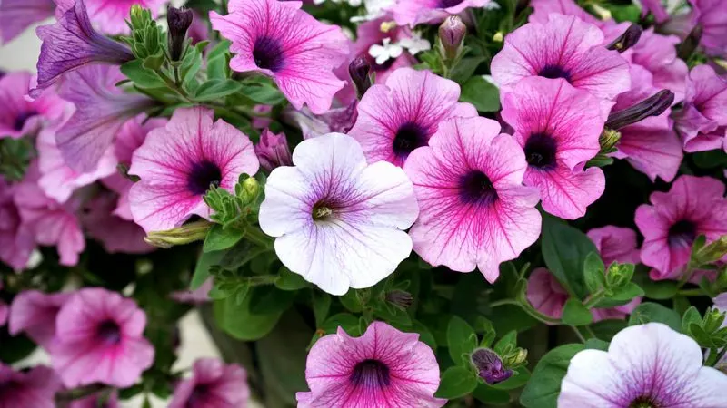 Petunias