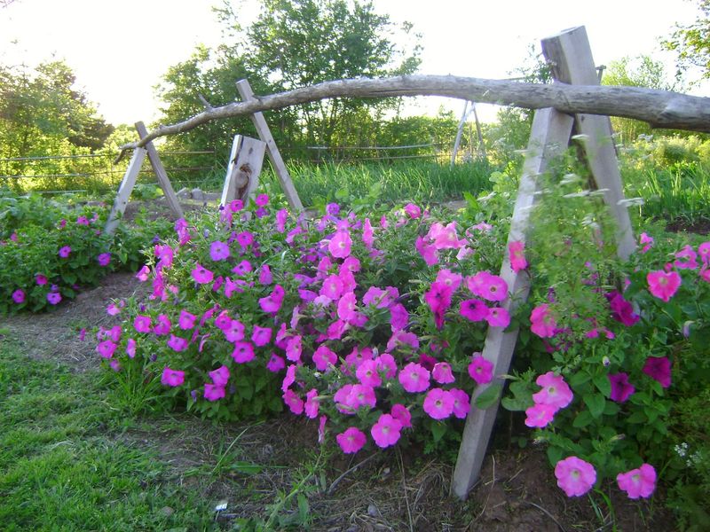 Petunias and Beans