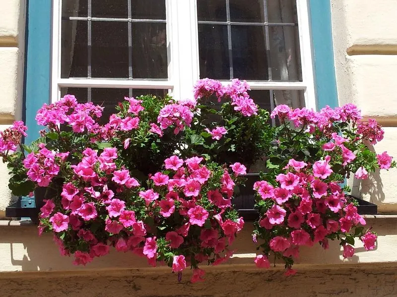 Petunias and Geraniums