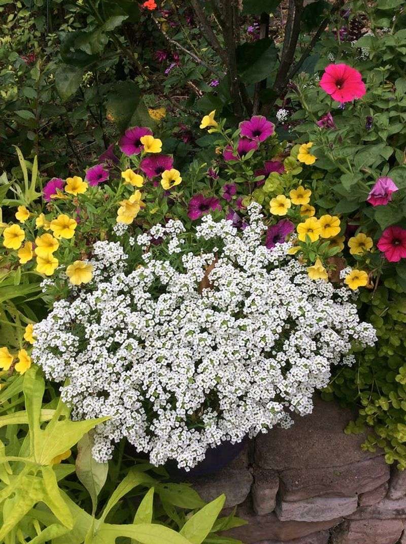 Petunias and Sweet Alyssum