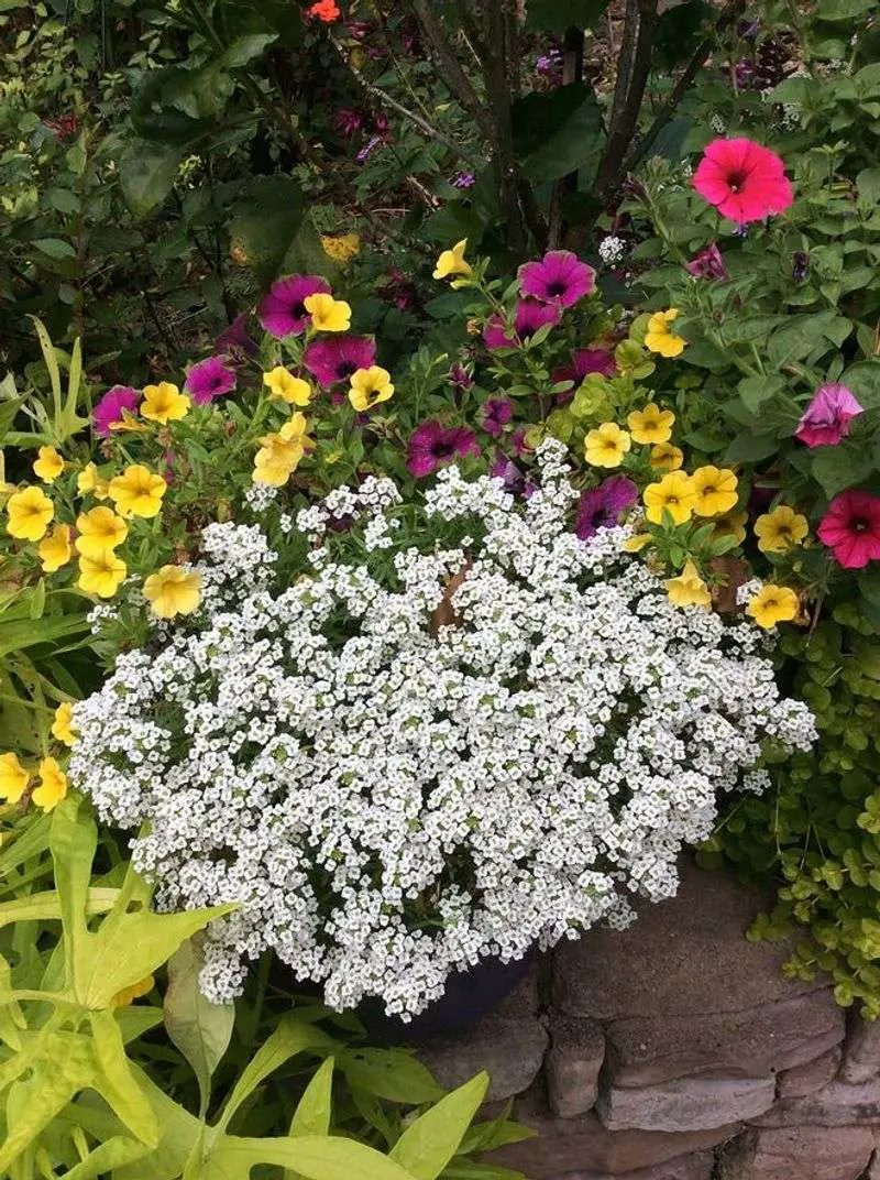 Petunias and Sweet Alyssum